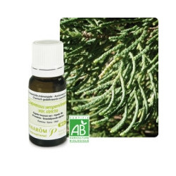 Cyprès toujours vert BIO