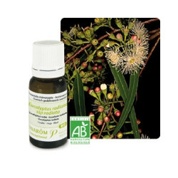 Eucalyptus radié BIO